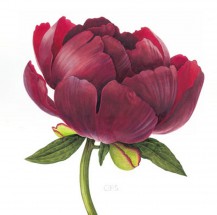 Бордовый цветок пиона - картинка					№11591