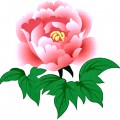 Пион розового цвета - картинка №12843
