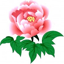 Пион розового цвета - картинка					№12843