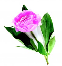 Цветок пиона - картинка					№13421