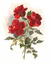 Красные розы - картинка					№10772
