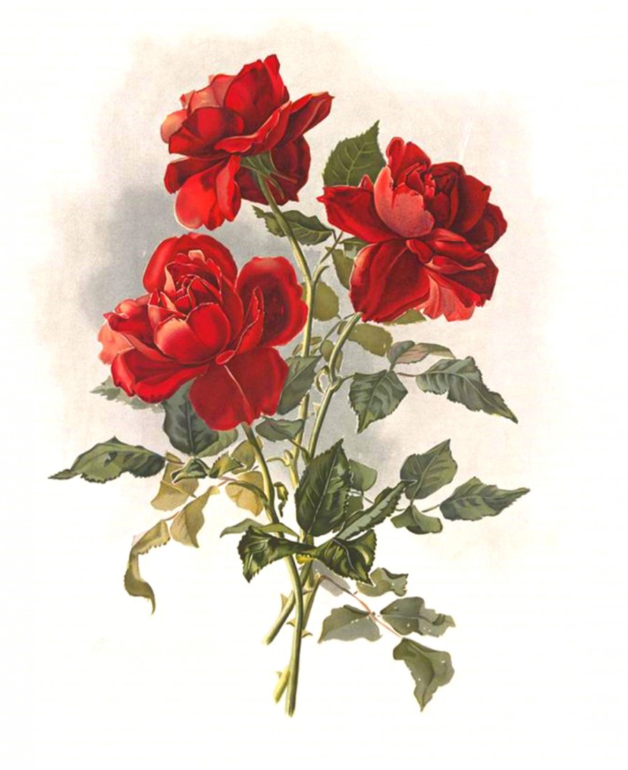 Красные розы - картинка №10772
