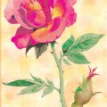 Роза акварелью - картинка №12844