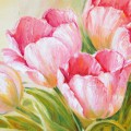 Бутоны розовых тюльпанов - картинка №14010