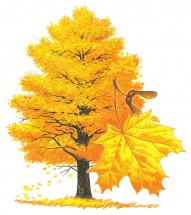 Большой клен с желтыми листьями - картинка					№7636