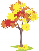 Кленовое деревце с большими листьями - картинка					№8522