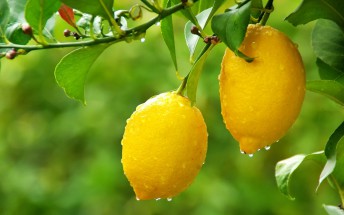 Лимоны на дереве - картинка					№7651