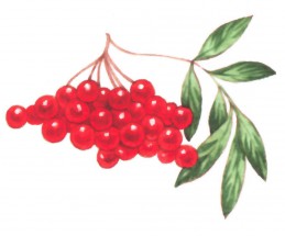 Калиновая гроздь - картинка					№12180