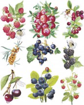 Отечественные ягоды - картинка					№11750