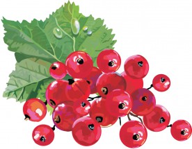 Плоды красной смородины - картинка					№10982