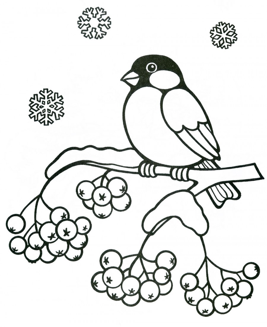Птичка на ветке рябины - раскраска №39