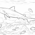 Акула под водой - раскраска №1063