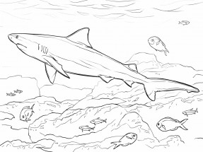 Акула под водой - раскраска					№1063