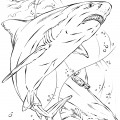 Две акулы - раскраска №1069