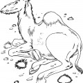 Взрослый верблюд - раскраска №1111