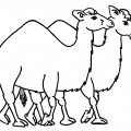 Два верблюда - раскраска №1112