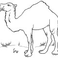 Молодой верблюд - раскраска №1115
