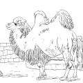 Мохнатый верблюд - раскраска №1116