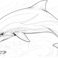 Дельфин и маленькие рыбки - раскраска №1137
