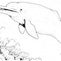 Дельфин на дне морском - раскраска №1140