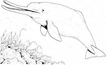 Дельфин на дне морском - раскраска					№1140