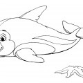 Дельфиненок и морская звезда - раскраска №1142