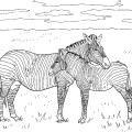 Две зебры - раскраска №1195