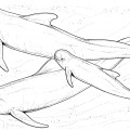 Семья китов - раскраска №1324