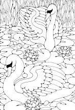 Лебеди в пруду - раскраска					№2245