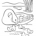 Лебедь с выводком - раскраска №2239