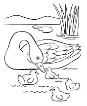Лебедь с выводком - раскраска					№2239