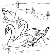 Три лебедя - раскраска					№2293