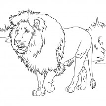 Лев на охоте - раскраска					№2330
