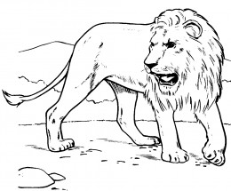 Лев рычит - раскраска					№10852