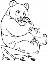 Панда сидя кушает бамбук - раскраска					№12628