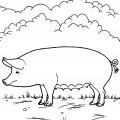 Свинка на ферме - раскраска №2229
