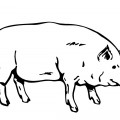 Свинья как настоящая - раскраска №2287