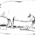 Шикарная свинья - раскраска №2268