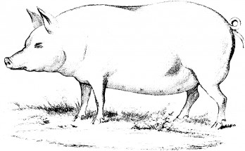 Шикарная свинья - раскраска					№2268
