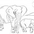 Слоны в природе - раскраска №2147