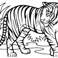 Тигр большой - раскраска №4088