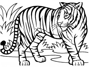 Тигр большой - раскраска					№4088