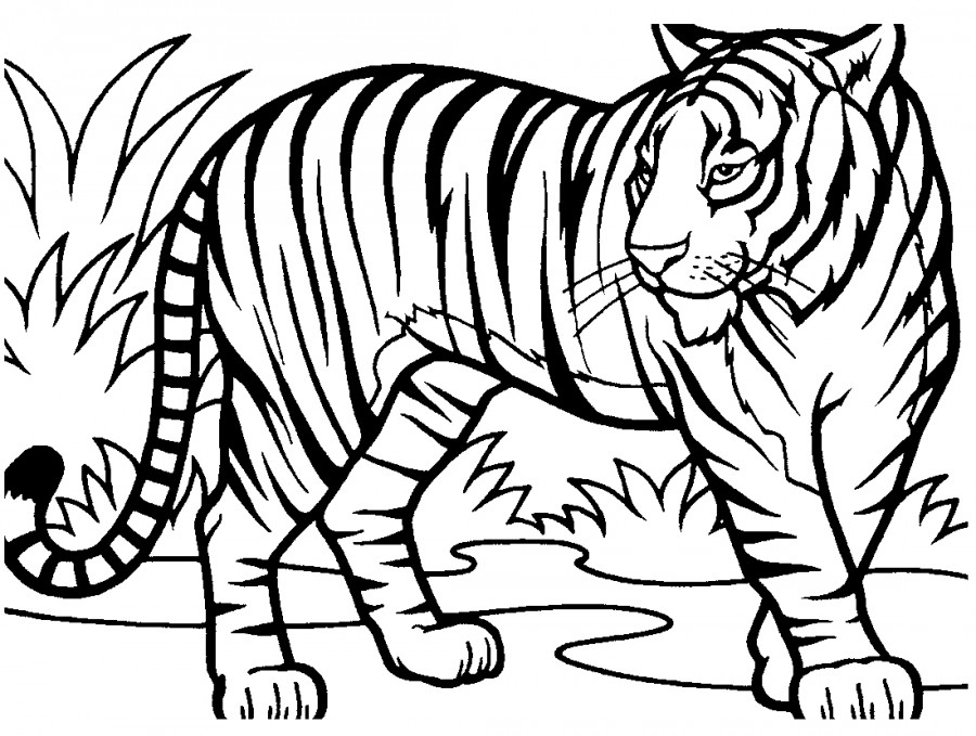 Тигр большой - раскраска №4088