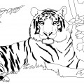 Тигр в лесу - раскраска №9760