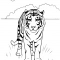 Тигр в саванне - раскраска №12884