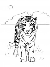 Тигр в саванне - раскраска					№12884