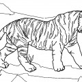 Тигр несет тигренка - раскраска №10082