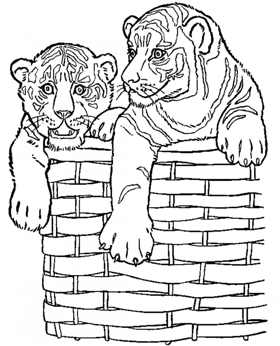Тигры в корзинке - раскраска №12918