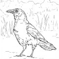 Ворона в природе - раскраска №2045