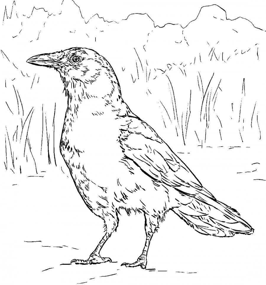 Ворона в природе - раскраска №2045
